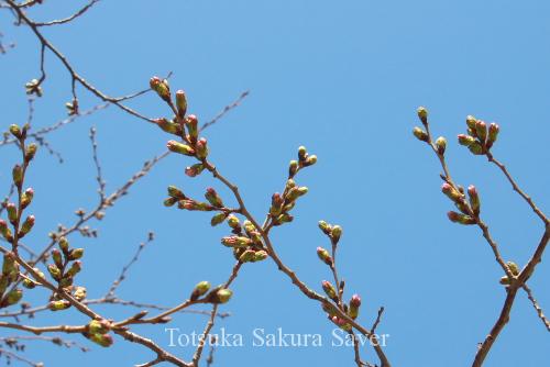 20120329_桜_004