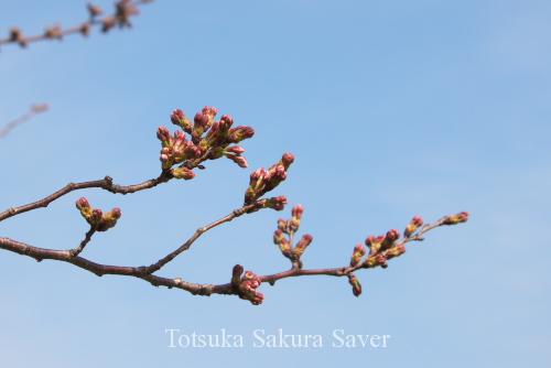 20120330_桜_017