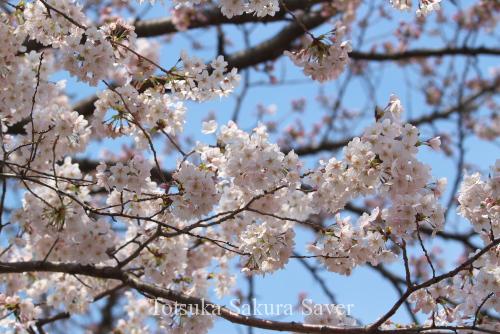 20120406_桜_004