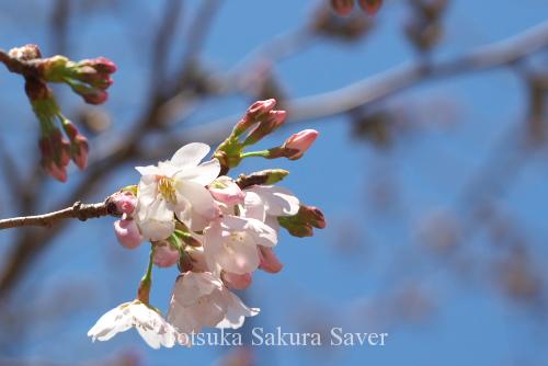 20120401_桜_018