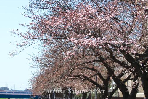 20120404_桜_035