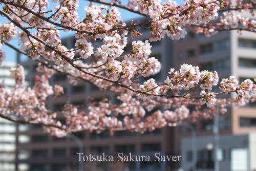 20120405_桜_030