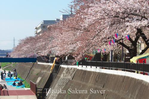 20120407_桜_006