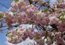 2023.04.08　八重桜満開