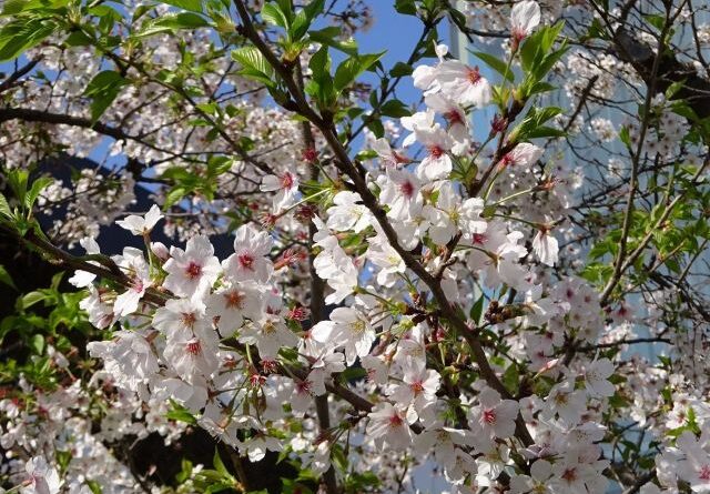 2024.04.11　八重桜開花