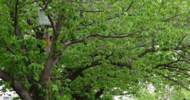 2025.04.25 新緑 2025.04.25 新緑