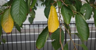 2025.0920 雑草刈り 2025.0920 雑草刈り