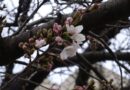 2026.03.19　東京開花宣言　横浜は？