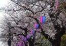 2026.03.27　明日は桜祭り