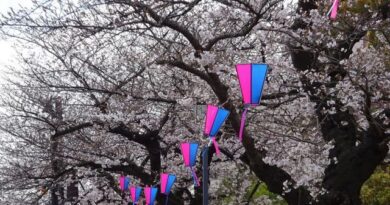 2026.03.27　明日は桜祭り