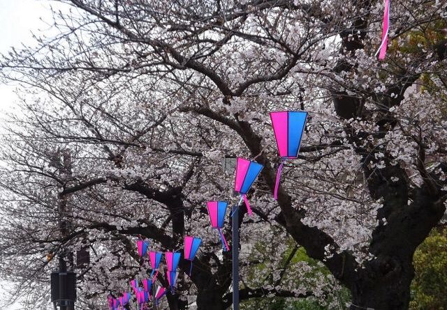 2026.03.27　明日は桜祭り